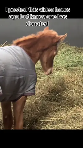 I posted this video hours ago but know one has donated #SupportOurSanctuary #HorseRescue #horsesoftiktoktok #horserlove #