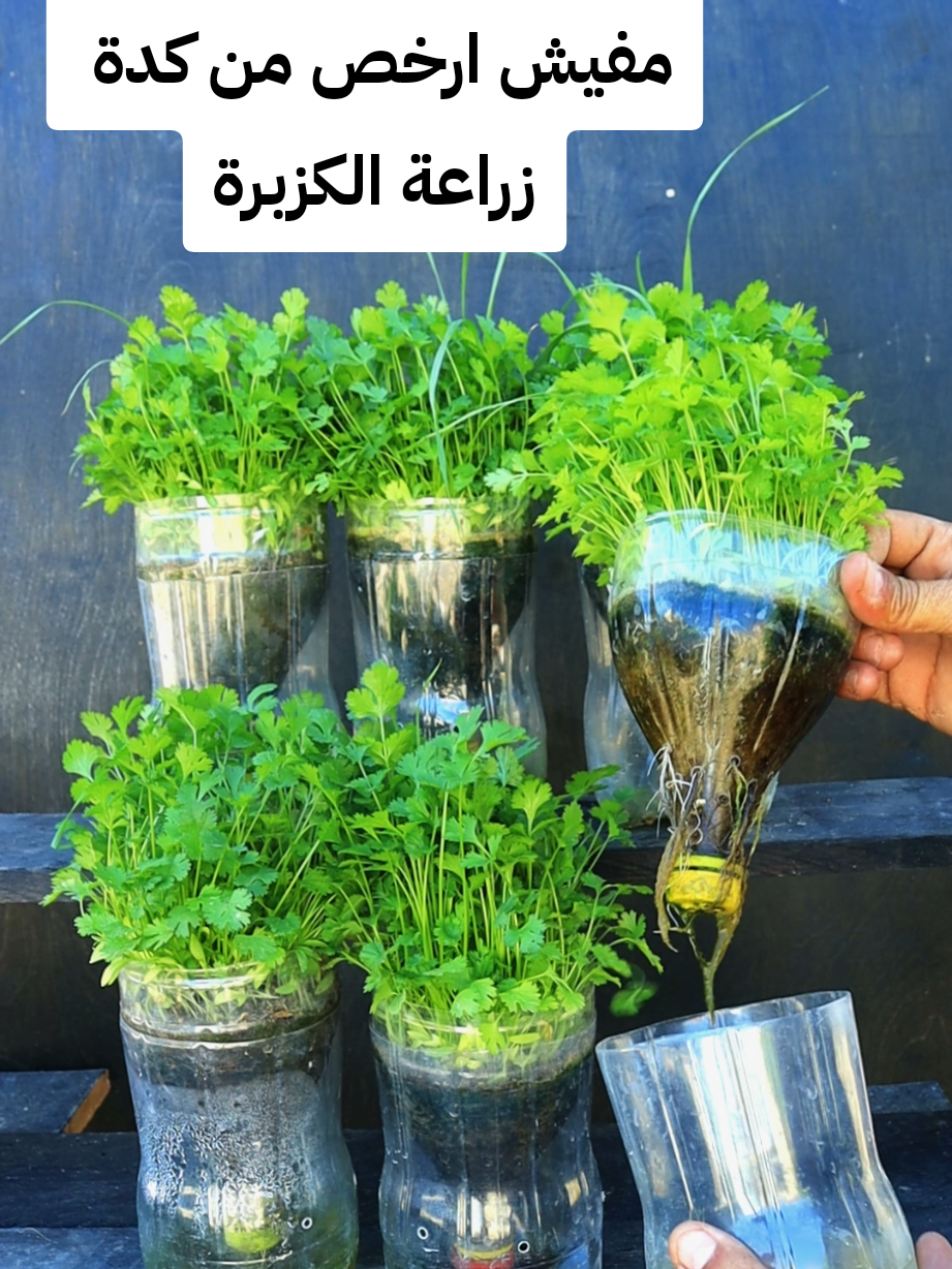 طريقة رائعة ولا تكلف شئ لزراعة ااكزبرة فى المنزل زراعة الكزبرة فى القنبنات البلاستيك تعلم زراعة الكزبرة فى البيت