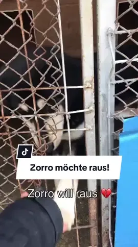 Ein junger Traumhund sucht seine Chance 🖤 Zorro wartet auf Menschen, die ihn lieben.  Zorro hat alles, was man sich von einem Hund wünschen kann: Er ist jung, wunderschön und voller Lebensfreude. 🐶 Trotzdem wurde er einfach zurückgelassen. Zum Glück wurde Zorro gefunden und kam ins Shelter Baia Mare. Zorro ist etwa 1 Jahr alt und 46 cm groß – ein fröhlicher, zutraulicher junger Rüde, der den Menschen zugewandt und freundlich begegnet. Er liebt Aufmerksamkeit, verträgt sich gut mit Hündinnen und wünscht sich sehnlichst ein Zuhause, in dem er ankommen darf. 🫶🏡 💌 Melde dich bei uns, wenn du Zorro eine zweite Chance schenken möchtest oder teile seine Geschichte, damit sie den Menschen erreicht, der sein Herz berührt. 🐾 kontakt@einherzfuerstreuner.de oder fülle direkt die Selbstauskunft auf der Homepage aus 👉einherzfuerstreuner.de #adoptdontshop #tierschutz #animalrescue #zuhausegesucht #romania          