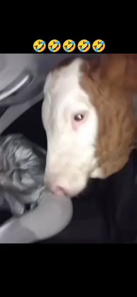 #plimbare #tiktokviral #2025 #fyp 