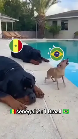 senegal vs Brazil  #viralvideos 
