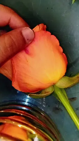 R#فولو🙏🏻لايك❤️اكسبلور🙏🏻🌹💫 #الورد #خطاط 