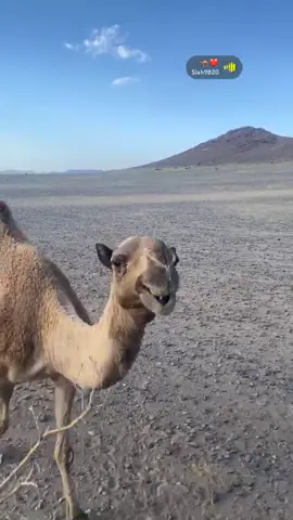 #حرش_العراقيب #البل_عطايا_الله #افلح_من_ذكر_الله_البل_عطيا_الله_🥇 