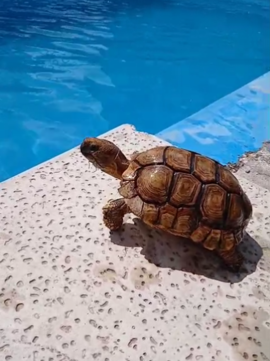 Ni manolito aguante el calor😂☀️