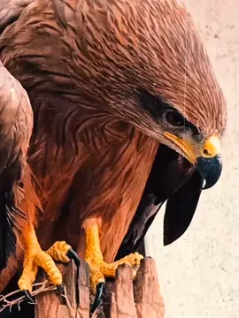 Eagle vs hawk 🦅  #hoanera #edits 