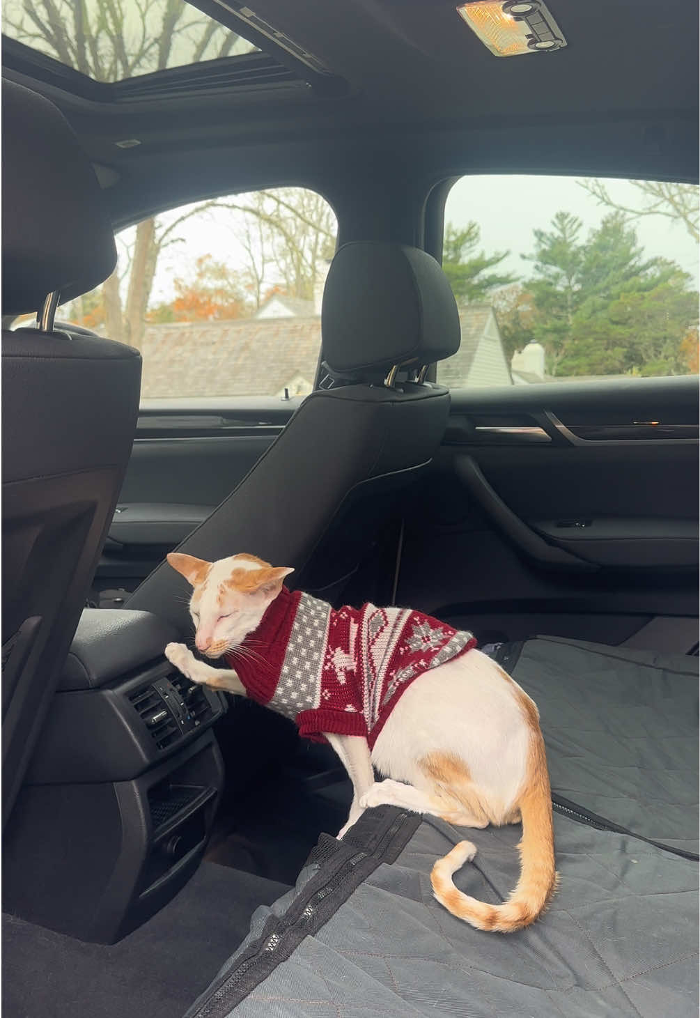 Rare loud honks from Winstony!