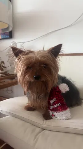 ❤️😍😂💯🥰  #navidad #perrosgraciosos😍 #perrostiktokers😂🐾 #perrostiktokers🐶♥️♥️🥴🥴 #petstiktokers🐾 