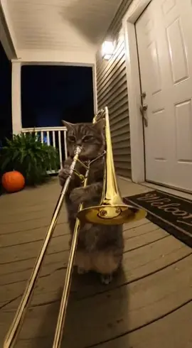 Funny cat video #funnycats #funnycatsoftiktok #cat #ai #sora2 