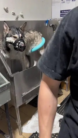 Cuidando un Demonio husky #limpieza #español #parati #perrostiktok #husky 