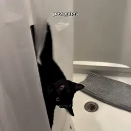 Só quem tem gato sabe das levadisse deles 🤣🐱 #gatos #gatosengraçados #memes #cat #foryoupage