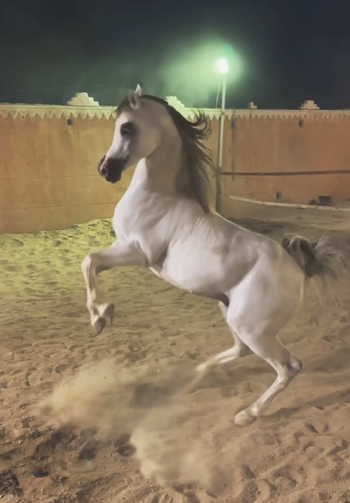 لعب بادوك الله يبارك.🤍.                                          #اي_ميار #ديزاين_فور_لايف #taif #الردف #حصان_عربي 