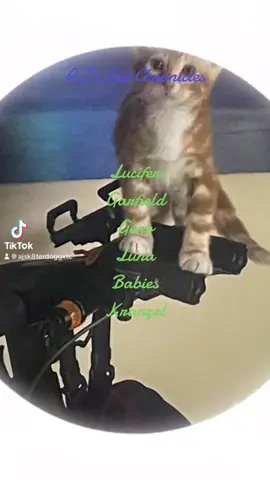 #Cat Dogg #Usa #PeaceOfMind #Meow 