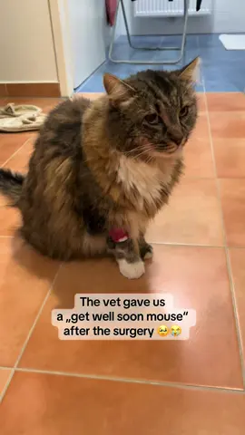 🐭🥹❤️‍🩹 #cats #cattok #catsoftiktok #kitten #catlover 