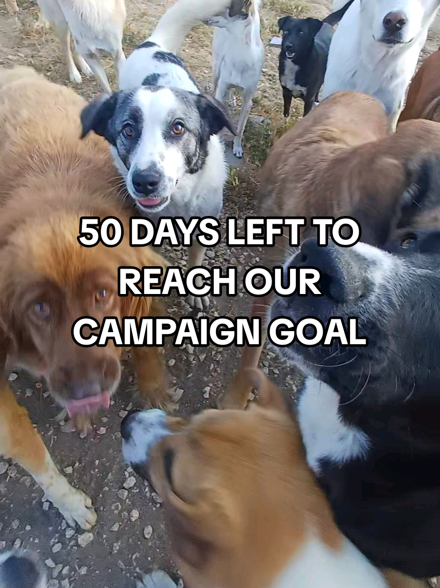 Our animal rescue organization has been facing closure since June, and we now have just 50 days left to reach our final campaign goal. We need to raise $60,000 by the end of the year to cover our current expenses and ensure we can continue operating into 2026. It's a near impossible task for us, but the dogs and cats need us... and we just can't fail. ➡️ Please see the 