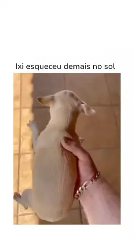 😂😂😂😂 #cachorros #doguinho #pet #animals 