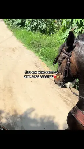 #fyp #viral #caballos #foryou #❤️ 