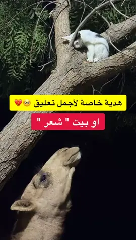 هدية خاصة لأجمل تعليق أو بيت شعر .