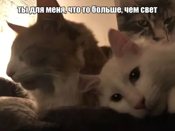 #толькотебеодной #вышелпокурить #вп #юраавангард #песня #коты #текст #глобальныерекомендации #ты #щп #music #song #tiktok #nightcore #foryou #fyp 