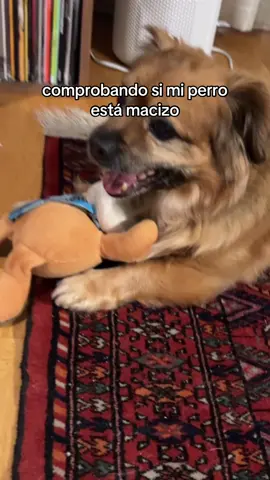 está bien macizo 👍🏻#lpnei #fyp 