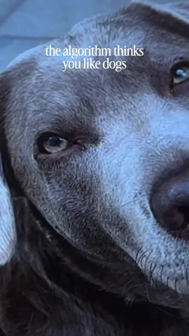 Hab ich recht? 😜 #ohrenzeichnung #hundeohren #lacheriexart #tierportrait #procreatetutorial  Musik: lybera music - kisses in the rain 