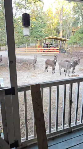 the morning ritual 😂 🫏  #donkey #braying #donkeysbraying  #brayingdonkey #donkeyfarm 