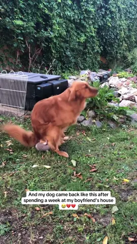 😭 #pregnancy #boyfriend #police #vet #dog 