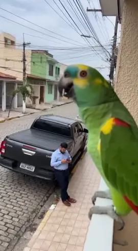 #memes #humor #humortiktok #animaisnotiktok #pets 