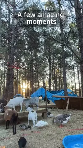 Sneak peek alert! A few moments from my LIVE. Tune in LIVE for the full experience.#tiktoklive #livehighlights 