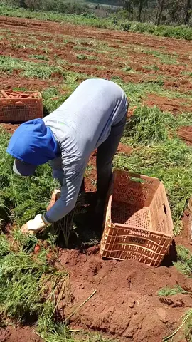 #colheita #cenoura #trampo 