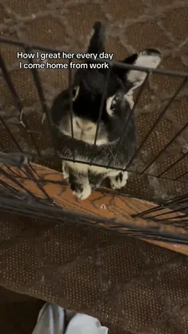 She loves the sound of whistling  (Some rabbits don’t like it so be sure to look out for signs your bunny gives so you don’t end up stressing them out)☺️🐰🤍 #bun #bunny #cute #PetsOfTikTok #buntok #pet #fyp #viral 
