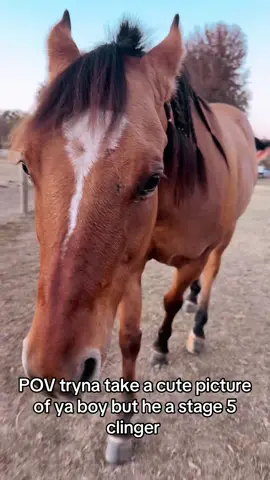 Love him though #fyp #foryou #myboy #barrelhorse #stage5clinger 