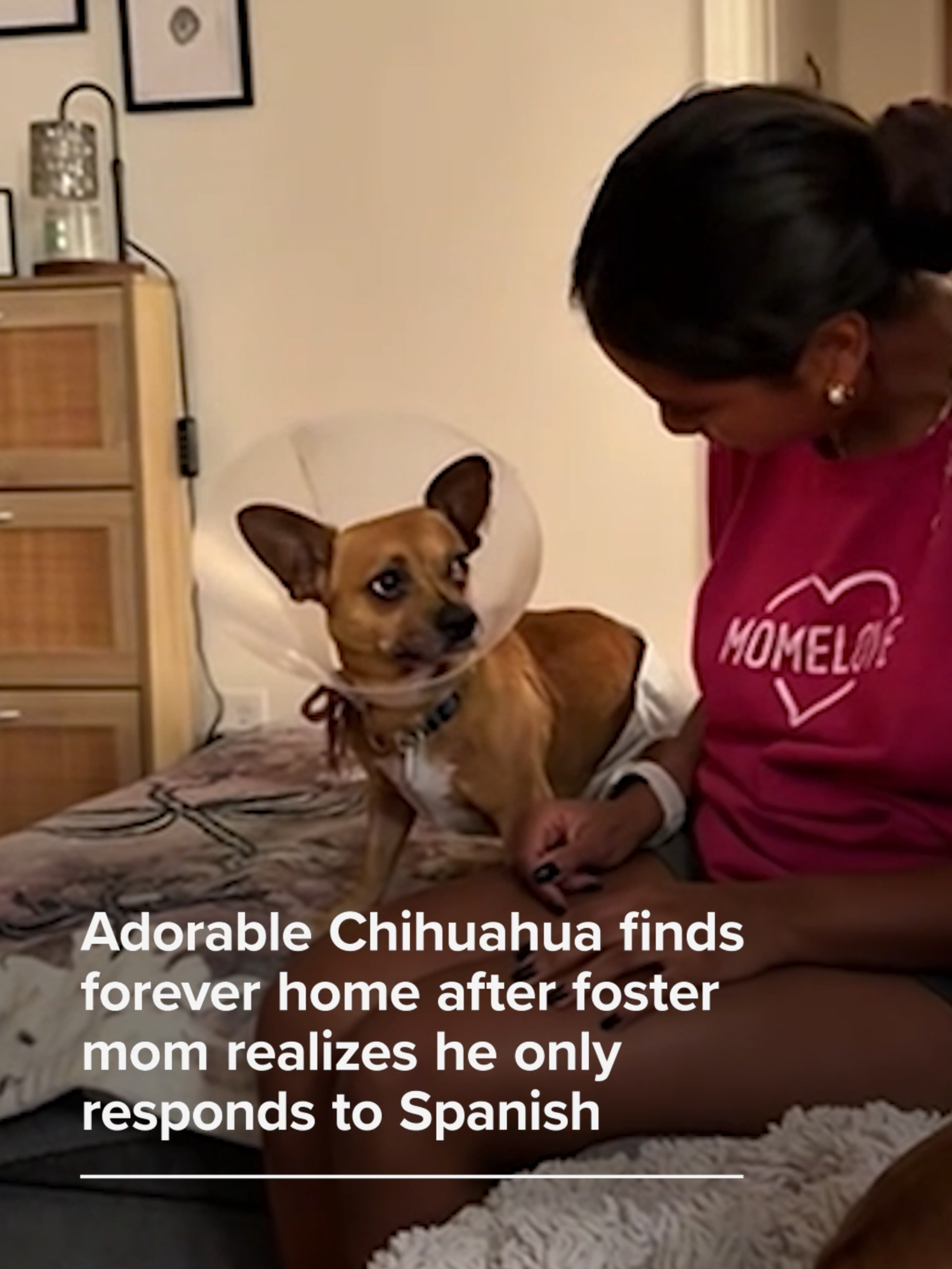 Nacho the Chihuahua appeared shy and untrained. He wouldn't respond to his foster mom's spoken commands until she made an unexpected discovery: Nacho didn't speak English. In a viral video posted to TikTok, Nacho's foster mom tells Nacho, 