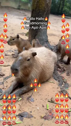 Goodmorning Api Api🔥🔥🔥🔥❤️‍🔥❤️‍🔥❤️‍🔥❤️‍🔥♨️♨️ #GreenCreator #VinWonders #dulich #vinpearlsafariphuquoc #chuoi 