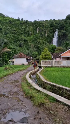 Vibes pagi yang indah di pelosok perkampungan #pelosokcianjur #padasuka #cimaskara #reels #fypage 