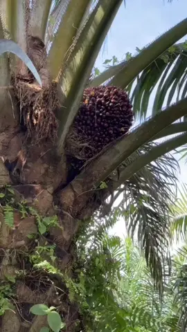 jangan lupa follow bosku konten pemula 😊  #petanimuda #sawitontiktok #sawit #panensawit #fyp 