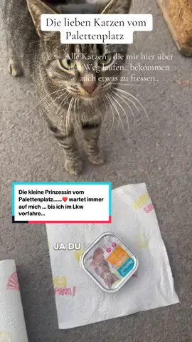 Hier bei mir auf den Platz , habe ich das ganze Jahr über 30 Katzen gefüttert , mit ihnen Zeit verbracht , auch viele Kitten vermittelt ..im Augenblick ist nur noch diese kleine Maus vor Ort , sie bekommt von mir Futter und hat auch eine Futterstelle in der Nähe … sie fühlt sich wohl hier und das wird auch so bleiben … wenn ich mal selber nicht da bin … hat sie ja noch eine Alternative… sie fängt auch Mäuse … Eins kann ich nach diesem Jahr ganz sicher sagen - alle Katzen mit denen ich hier zu tun hatte … waren immer lieb und haben Vertrauen zu mir aufgebaut … und ich liebe es - sie in Freiheit zu beobachten… wie sie spielen , toben und auch mit mir zusammen einfach nur in der Sonne sitzen und das wichtigste im Leben zu genießen…… Freiheit !!!!!!!