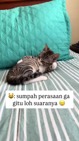 baru gua liatin😅 #fyp #kucing #kucinglucu #kucingtiktok 
