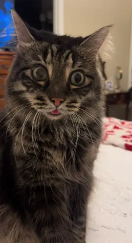 Poor Ivar #foryou #cat #PetsOfTikTok #catsoftiktok #fyp 