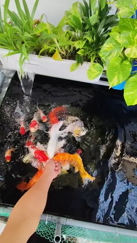 Mùa đông nhưng vẫn ăn rất khỏe ak.😀😀😀