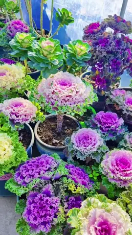 Hoa hồng sa mạc đẹp lung linh#xuhuong #xuhuongtiktok #thegioihoaxuongrong #duoiholytuongcao #hoaquynh 