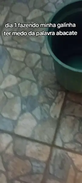 frango caipira👍 #galinha#abacate#medo#galinhacaipira 