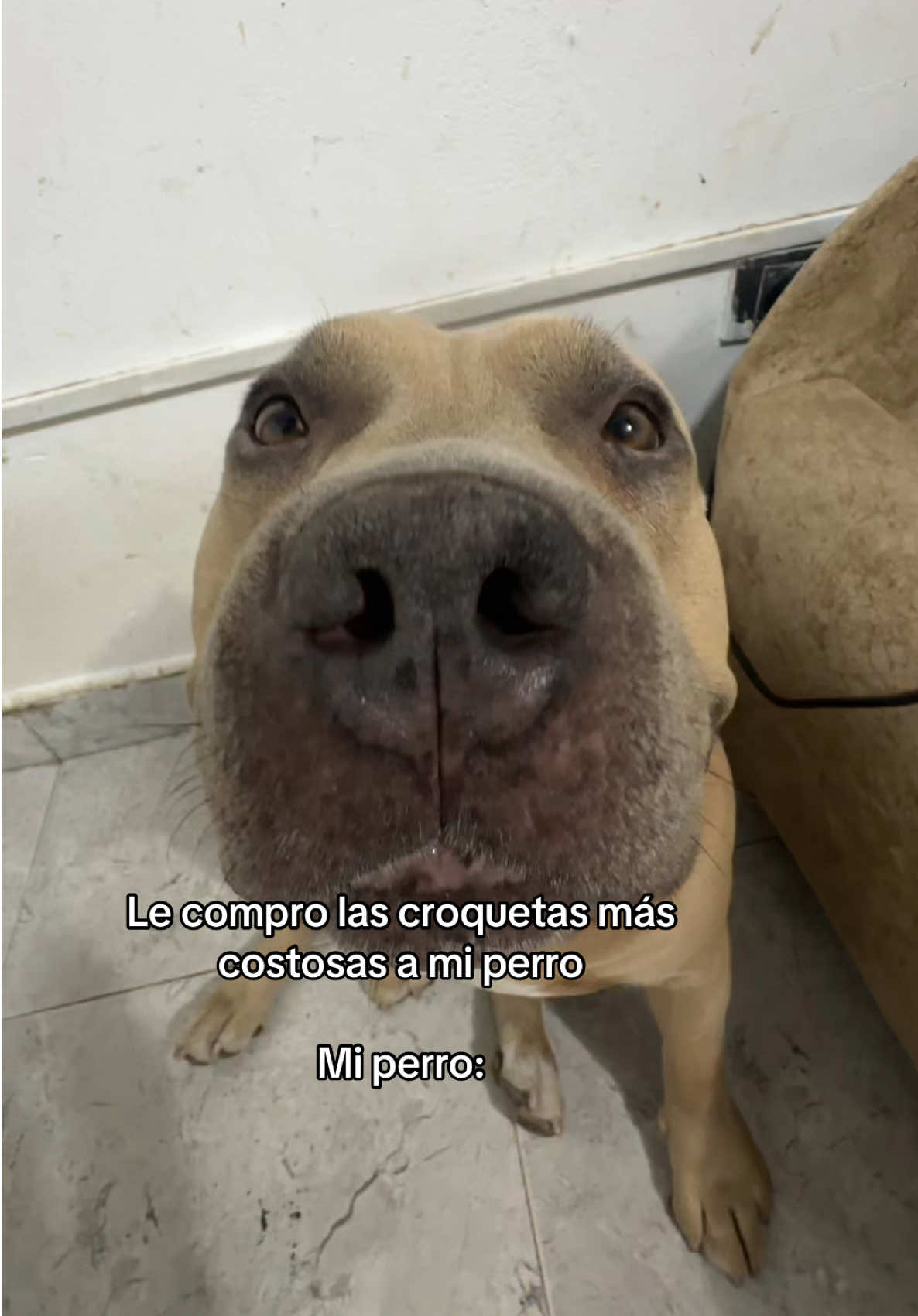 Mejor pollito 😂🐶#vikingo606 #humor #mascotas #perros #americanbully 