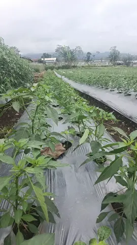 kurangi tidur banyak in ngopi #bismillahfyp #dhotdesignterbaru💥 #trandingcabecmb #menyalahargacmb 