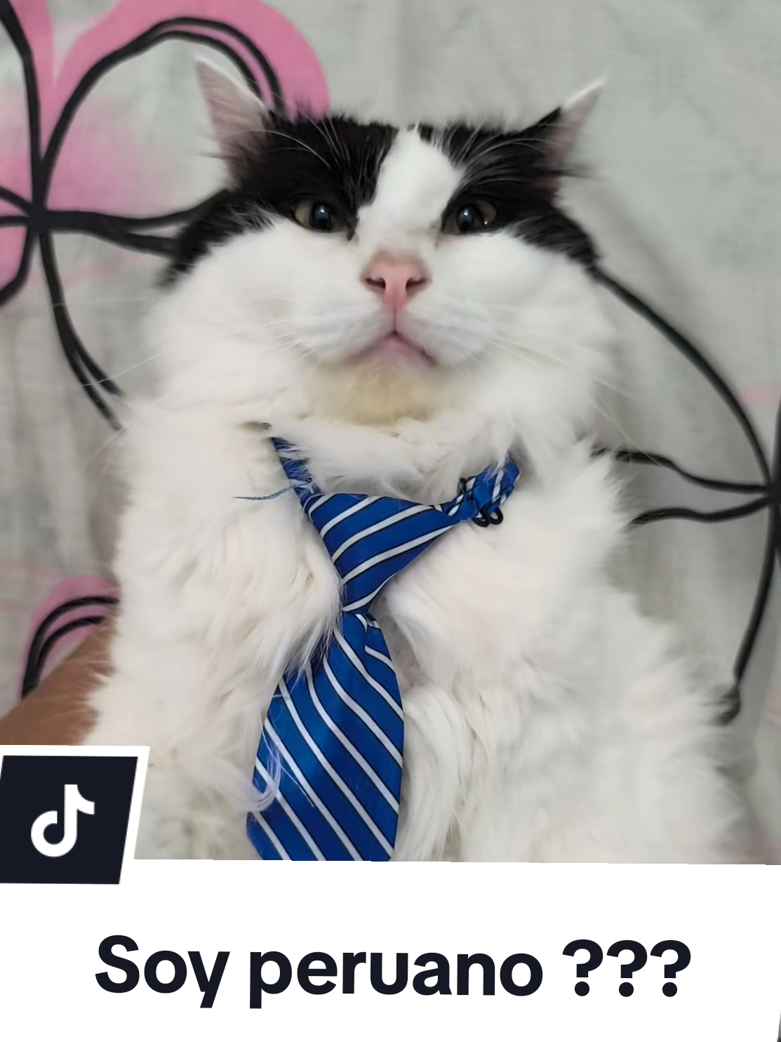 El dijo todo eso 👀? #meme #mascota #gato #gatos #mascotas 