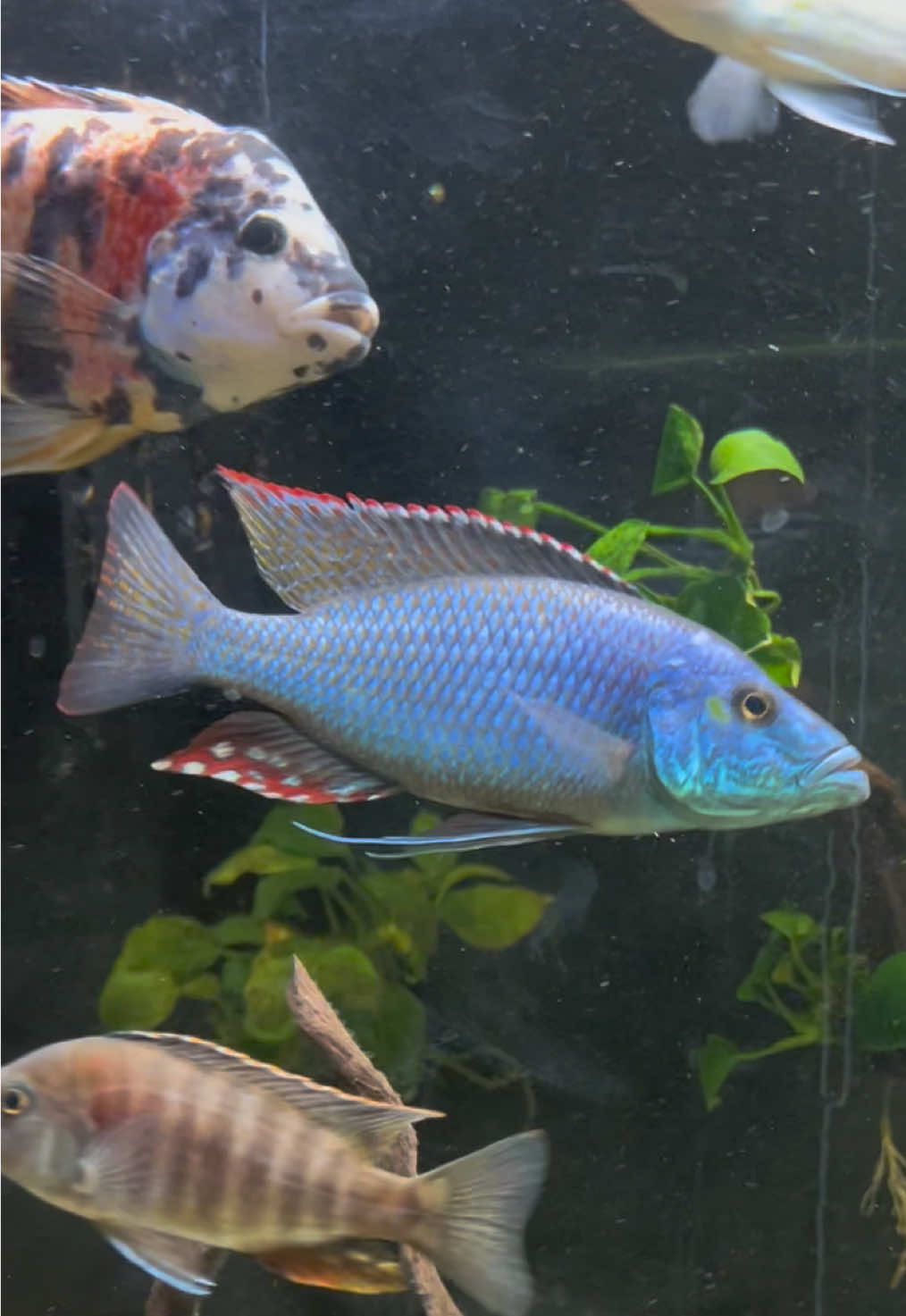 Our eye biter is a stunner and getting bigger and bigger 😍 #fishtok #cichlidsoftiktok #fishtank #cichlidtank #lakemalawi 