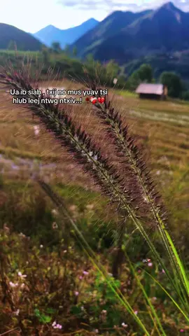 #xuhuongtiktok2025❤️🌈✔️ #nkaujhmoob #hmoobtiktok #hmoobvietnam🇻🇳 #tramcamxuc💔 