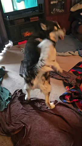 Let's Get Ready to Rumble. Alaskan Malamute Raven R.A Lunatic and Siberian Husky Ky ♥️ in canine Wrestle Mania #raven #alaskanmalamute #husky #siberianhusky #malamute 