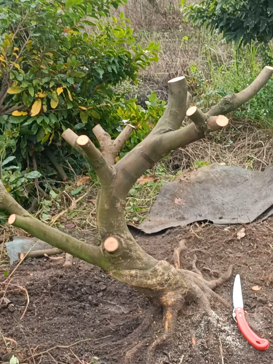 Nguyên lô ae vào Live săn cây nhé😍😍😍🥰🥰🥰🥰#maivangmientay #xuhuongtiktok #TikTokAwardsVN #xuhuong 