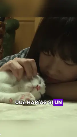 What would you do if a kitten risked its life for you?#animals #Foryou #Friendship #Us#cat