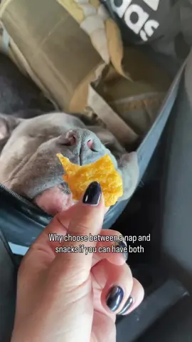 My dog is living a beautiful life, but he doesn’t have to choose between a nap and snacks 🥰😄 #americanbully #bullybreeds #doglove #funnydog #dogparents #dogcontent #doglovers #funnydogs #dogowner #dogs #doghumor Dog life, dog humor, dogs, funny dogs, cute dogs